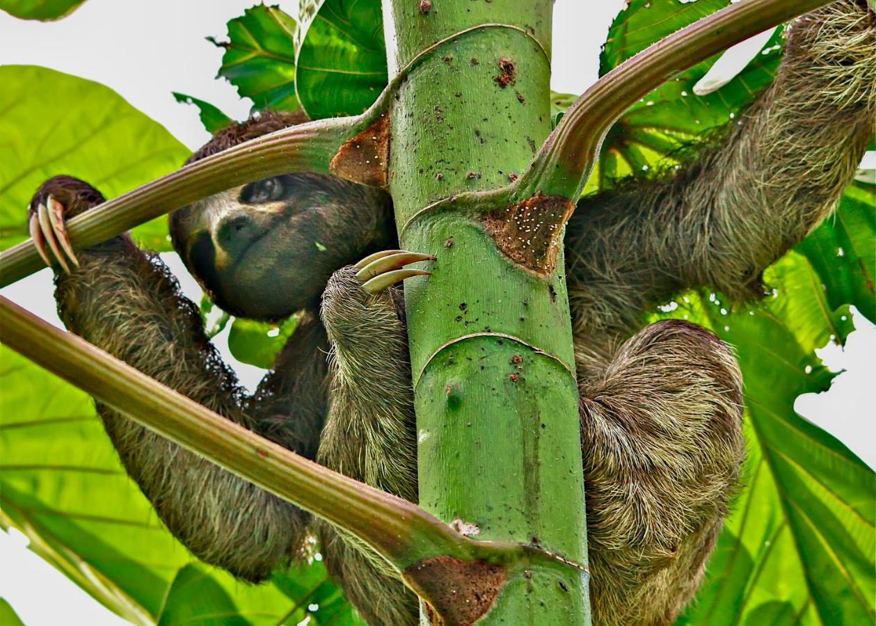 Amazon Muyuna Lodge Paraiso Екстер'єр фото