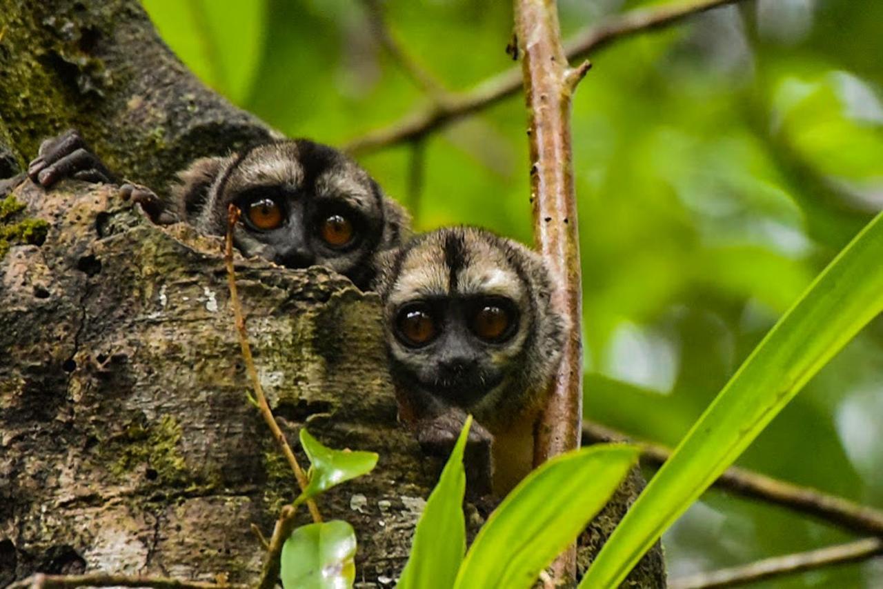 Amazon Muyuna Lodge Paraiso Екстер'єр фото