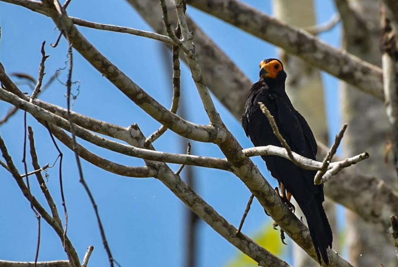 Amazon Muyuna Lodge Paraiso Екстер'єр фото